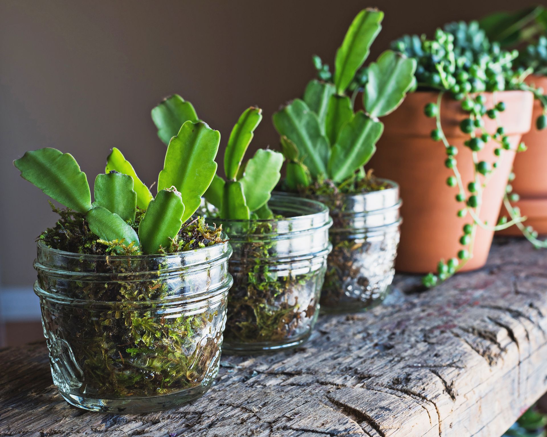 Christmas cactus cuttings growing in pots