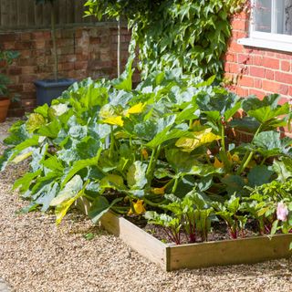 Courgettes growing in a raised bed