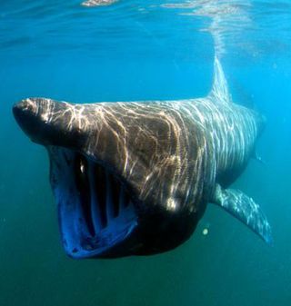 sharks, basking sharks, largest fish in the world, satellite tracking, animal telemetry, fisheries service, california coast, pacific ocean, pacific fish, marine biology, shark biology