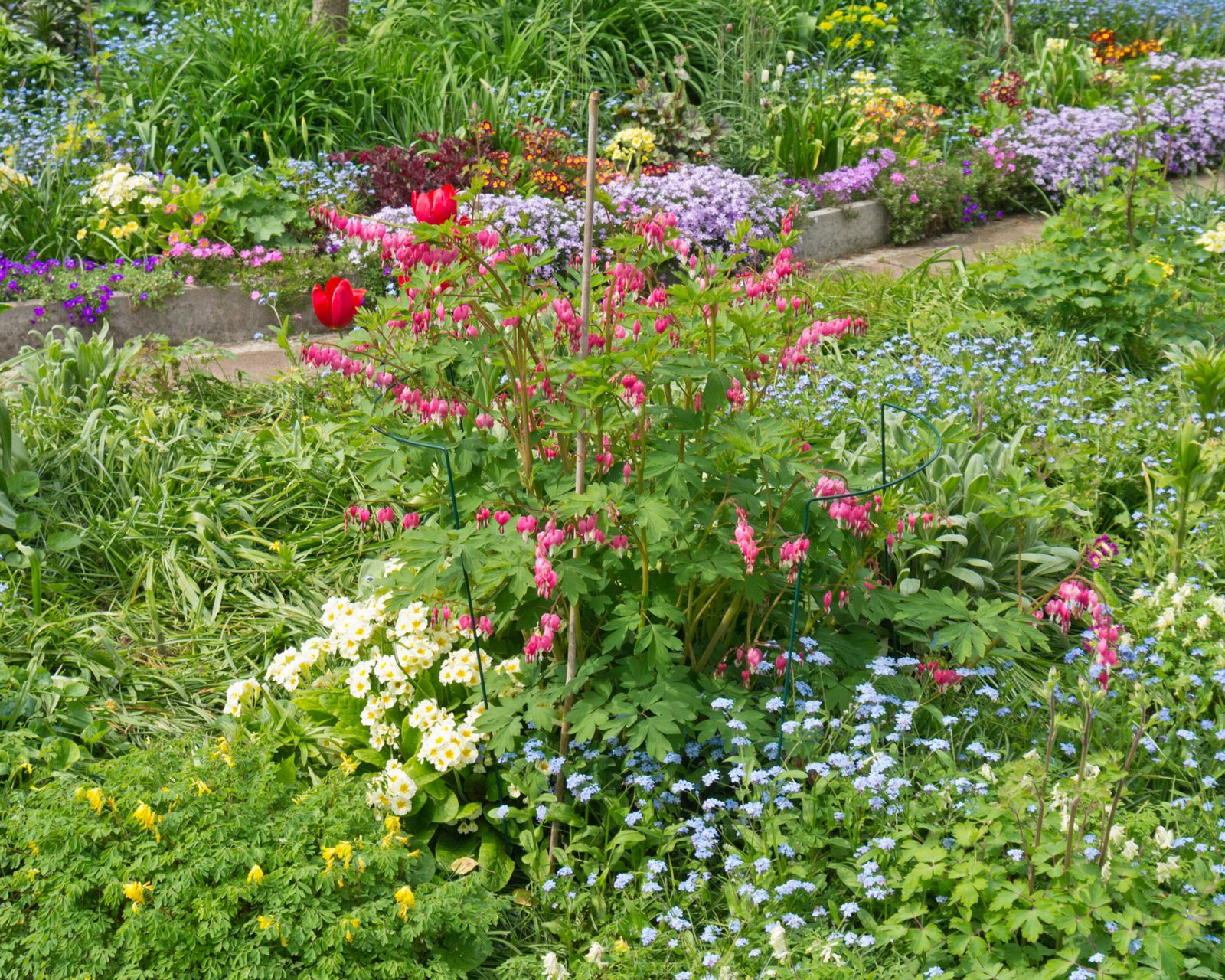 Bleeding hearts how to grow and care for dicentra Gardeningetc