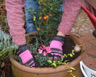 Planting a colourful winter container