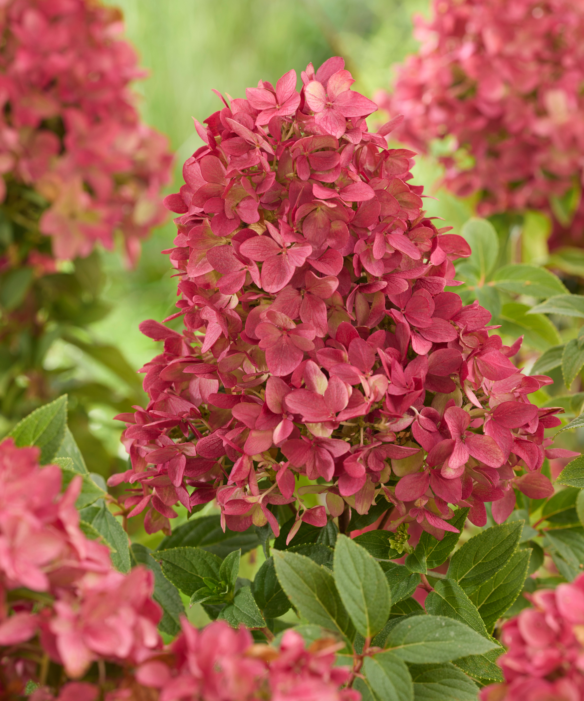 Groundbreaker Ruby Hydrangea
