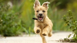 Terrier dog breeds Cairn