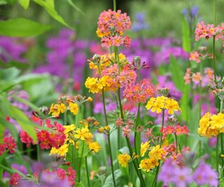 Candelabra primulas blooming in red and yellow