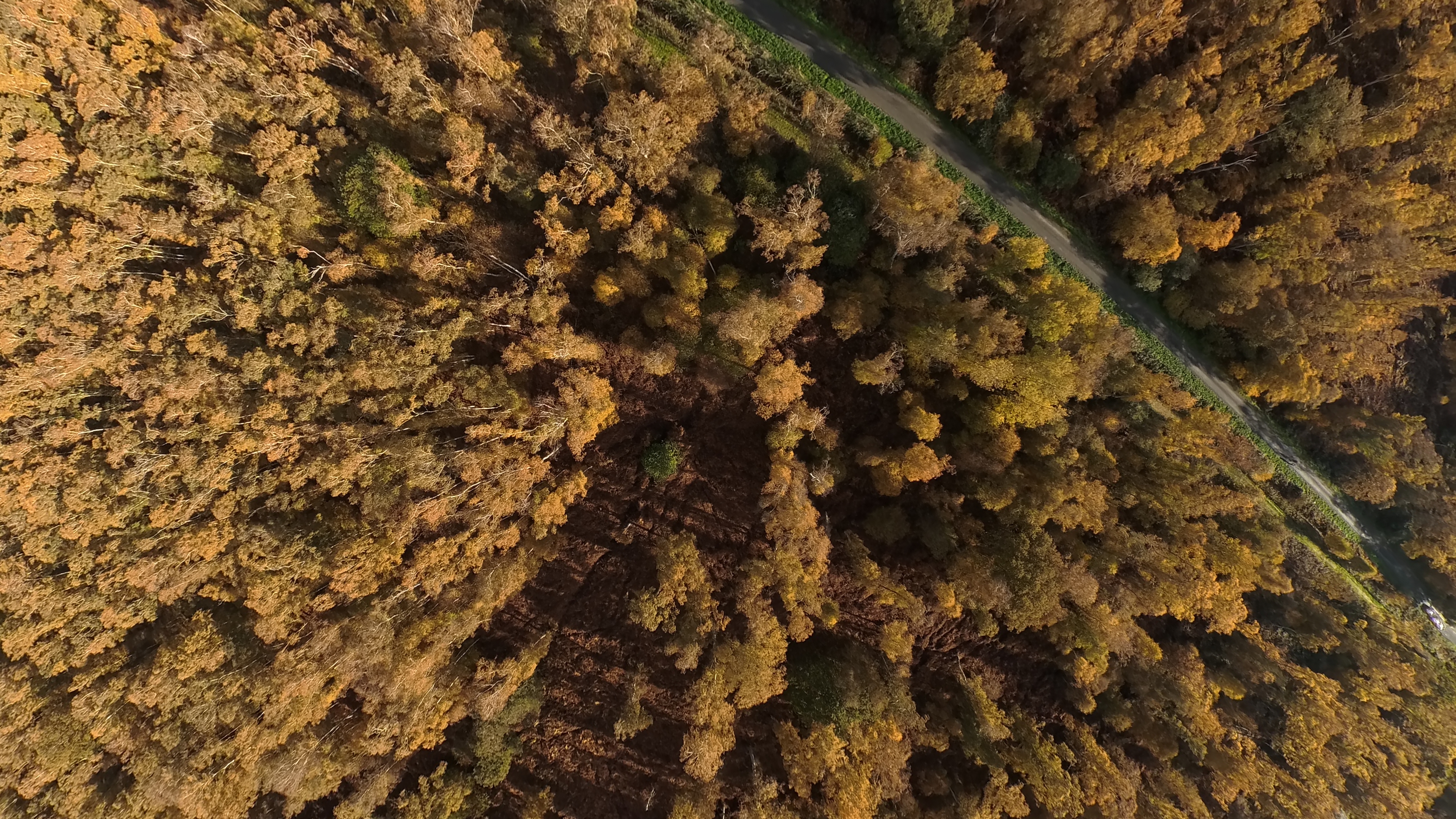 A photo of trees in fall captured with the Antigravity A1 drone