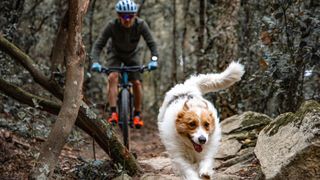 dog on trail with cyclist behind
