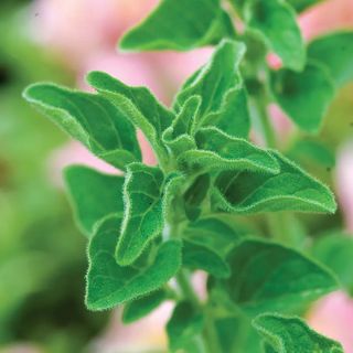 Oregano, Greek