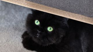 Cat hiding under table