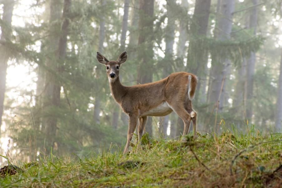 Deer goes after hunter who shot her with arrow