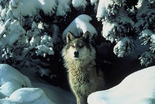 Wolves are highly social animals that live in packs, though lone wolves sometimes disperse, traveling hundreds of miles in search of a mate. Wolf packs live in territories that can range from 50 square miles to more than 1,000 square miles.