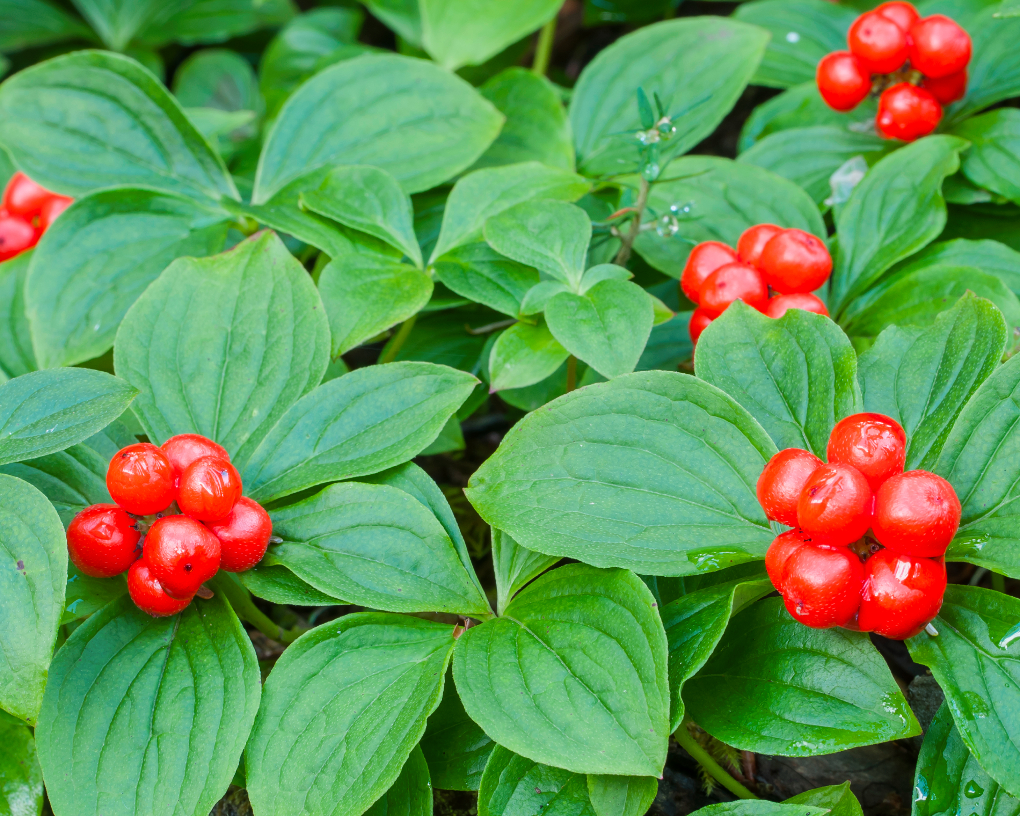 bunchberry plant with berries