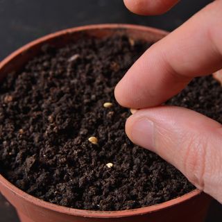 A close-up of a hand planting chilli seeds in a pot of soil