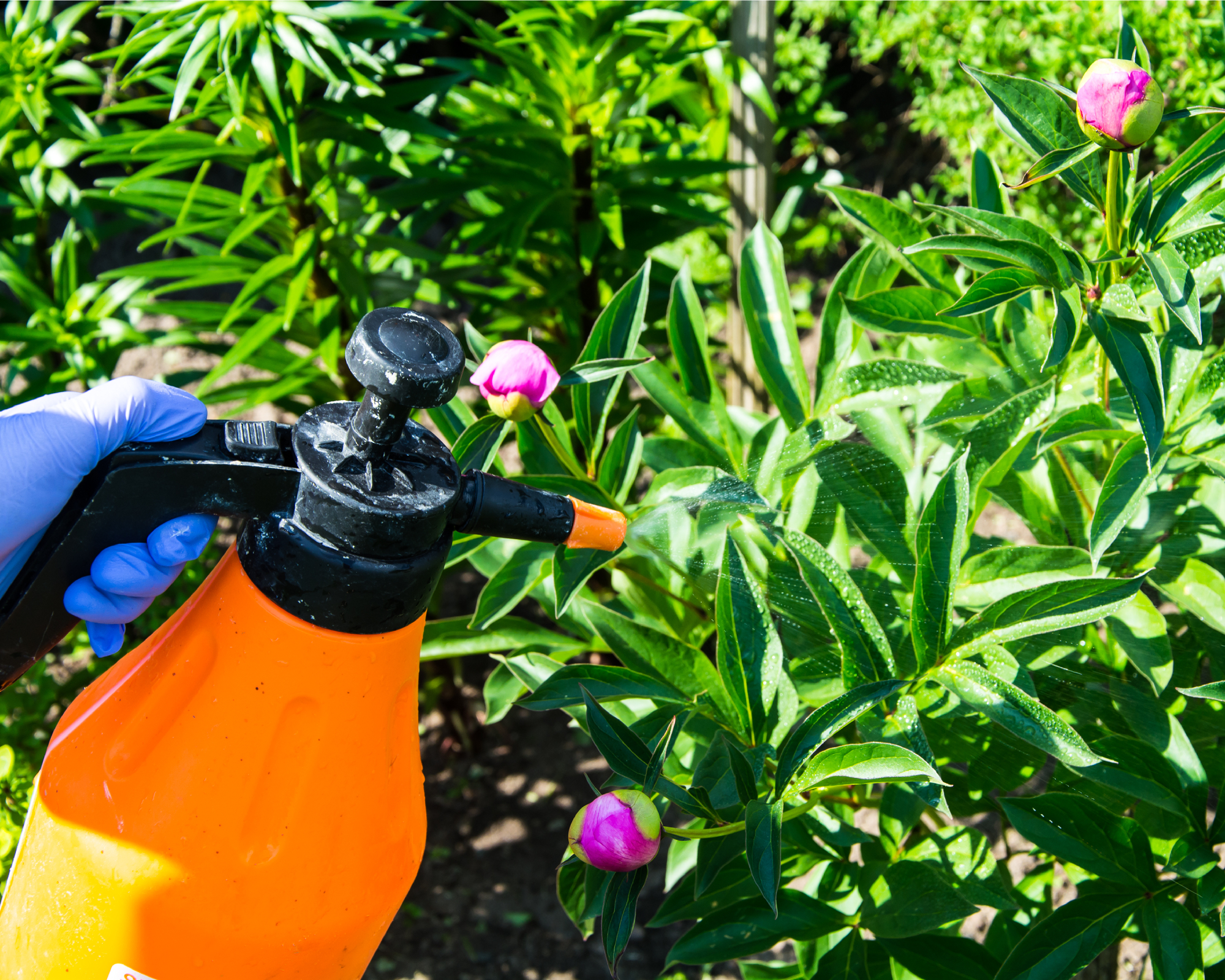 hand spraying peony buds with fungicide