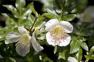 Eucryphia glutinosa