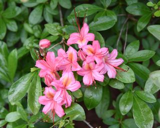 Pink and Sweet Azalea (Viscosum Azalea), broadleaf evergreen shrub with extremely fragrant light pink trumpet-shaped flowers
