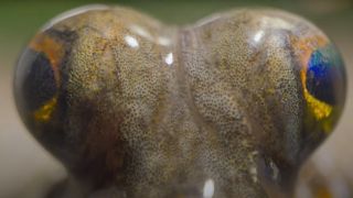 insect eyes up close in A Real Bug's Life