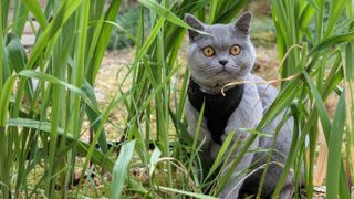 Cat wearing harness