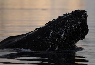 Humpback whales, though still considered endangered by some organizations, are making a comeback after the species was decimated by whaling.