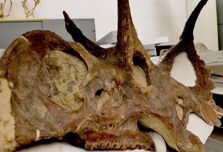 Diabloceratops eatoni, a distant relative of Triceratops, is one of 37 previously unknown species discovered at Grand Staircase. It was found in a remote part of the Kaiparowits Plateau that will become the epicenter of coal mining if Trump's plan goes forward.