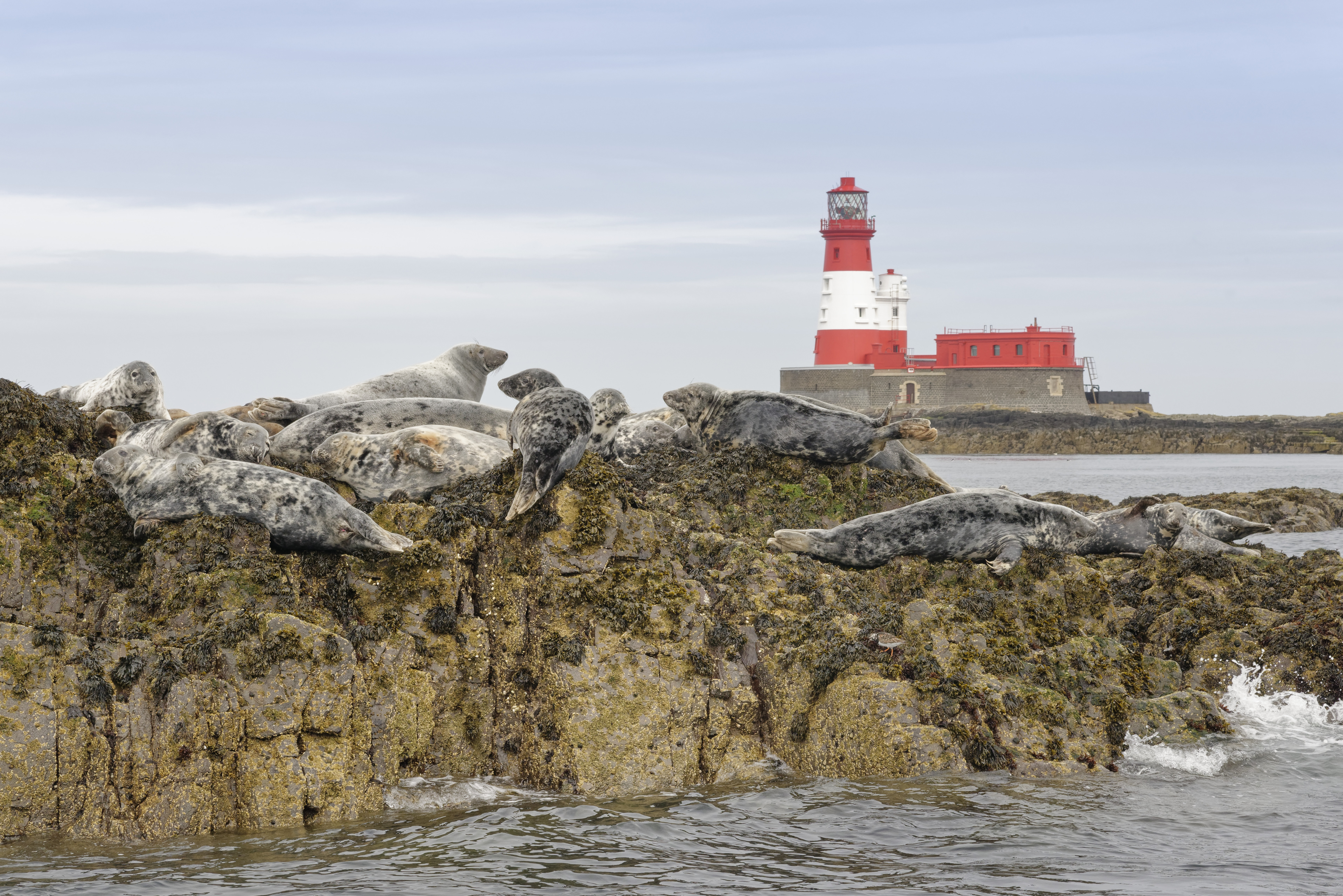 Grey seals on Farne Islands