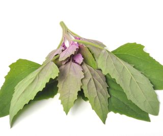 Green and red-tinged orach stems and leaves on a white background