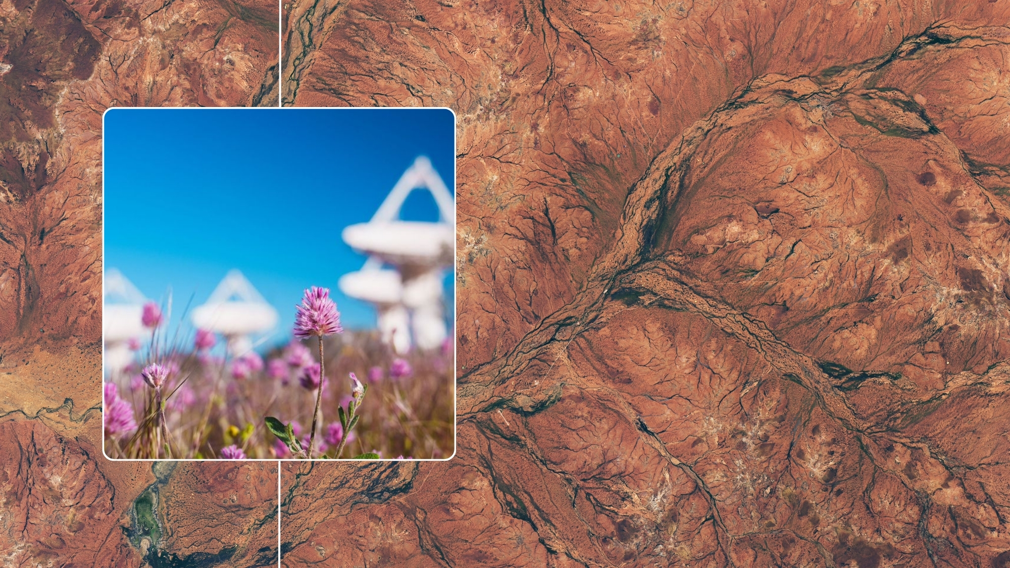 composite image showing a vast desert landscape covered in dark green flora and an inset image showing a small pink wildflower with antennas in the background.