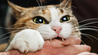 Cat biting into a hand with ears back