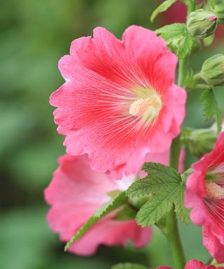 pink hollyhock flower