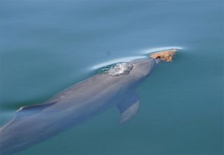 Dolphin with a marine sponge