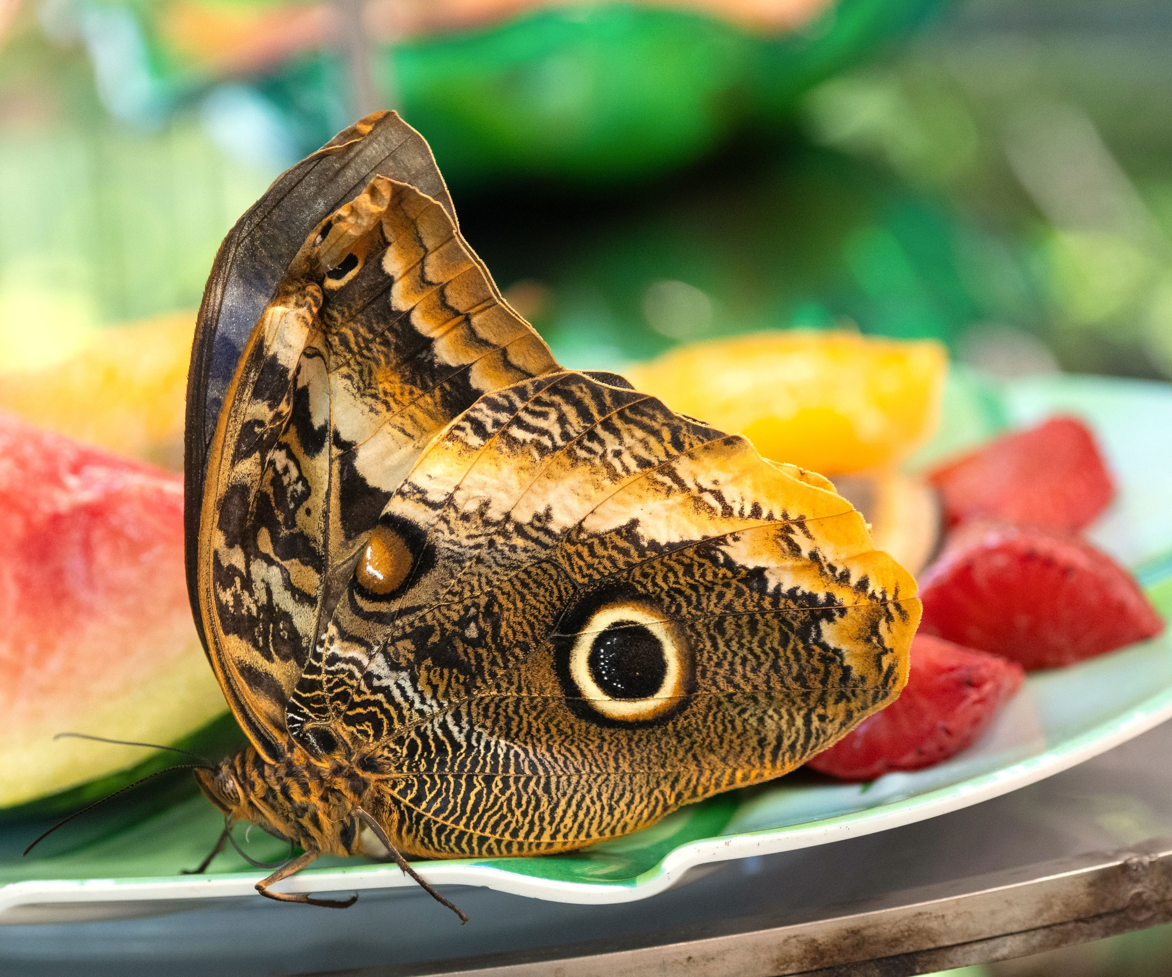 butterfly feeding on shallow green dish of decaying fruit