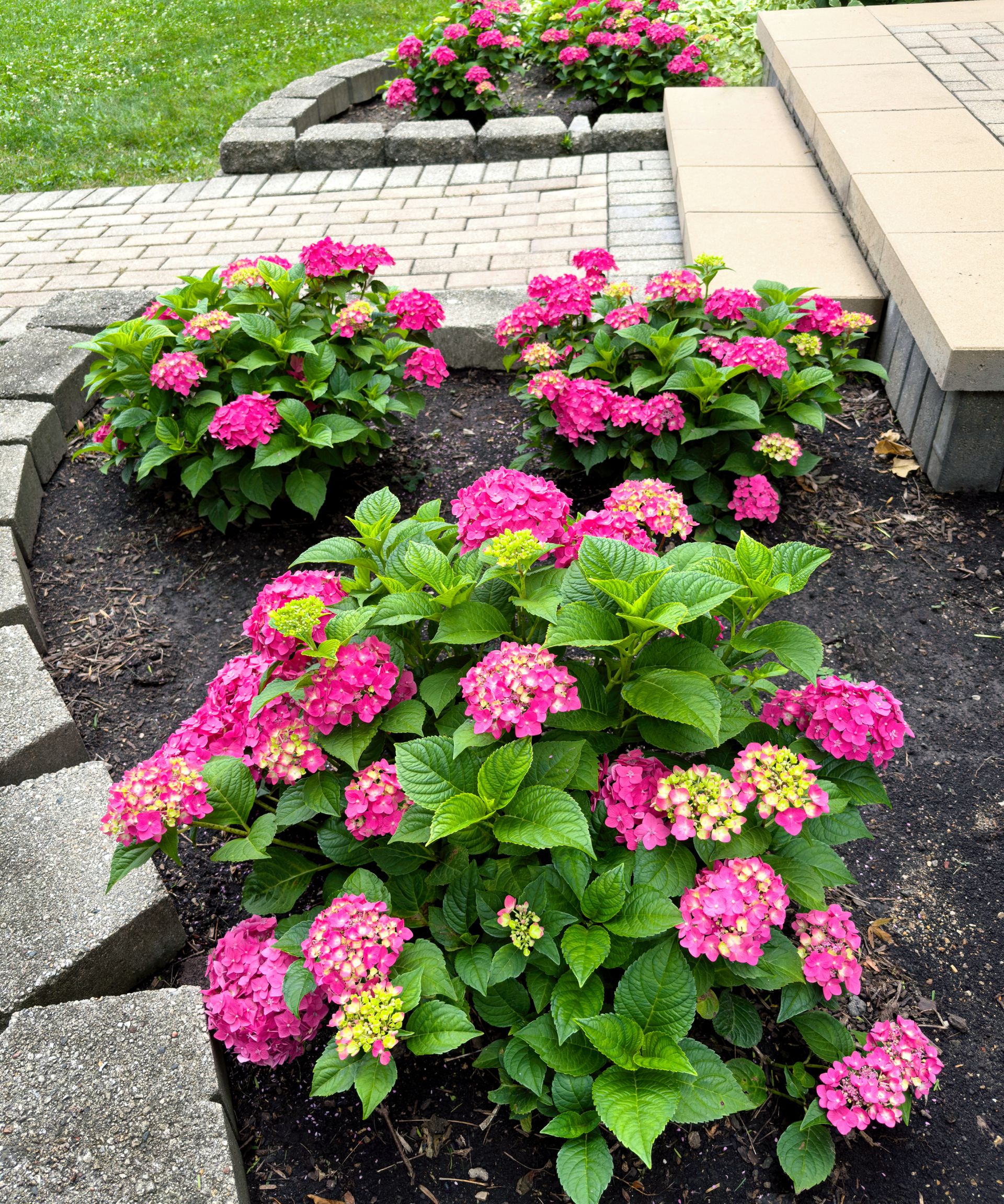 Small pink hydrangeas grouped together in landscape design