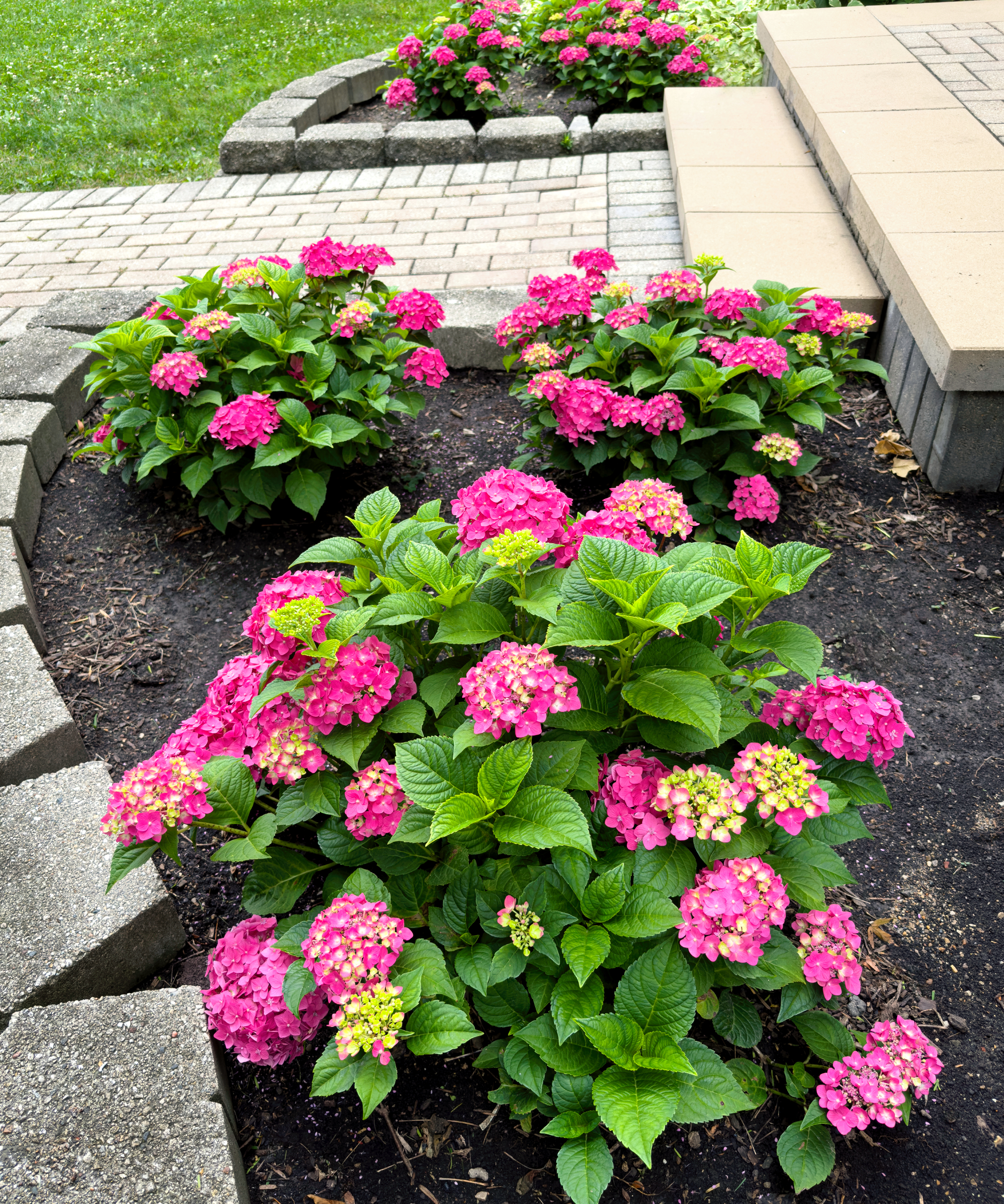 Small pink hydrangeas grouped together in landscape design