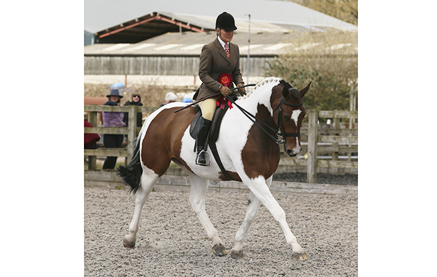 RIHS BSPA Coloured Championship CHAMPION&amp;#8232;83 STONEYRAIKES RINGMASTER DANIELLE HEATH