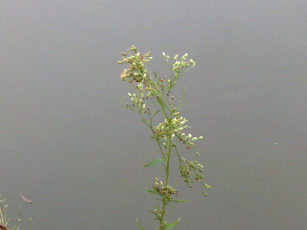 A photo taken on an AgfaPhoto Realishot DC5500 compact camera