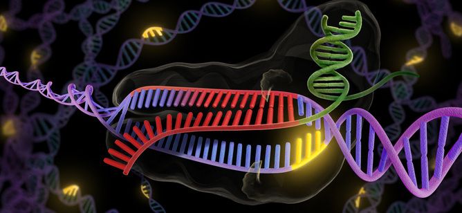 Engineering DNA, genetics