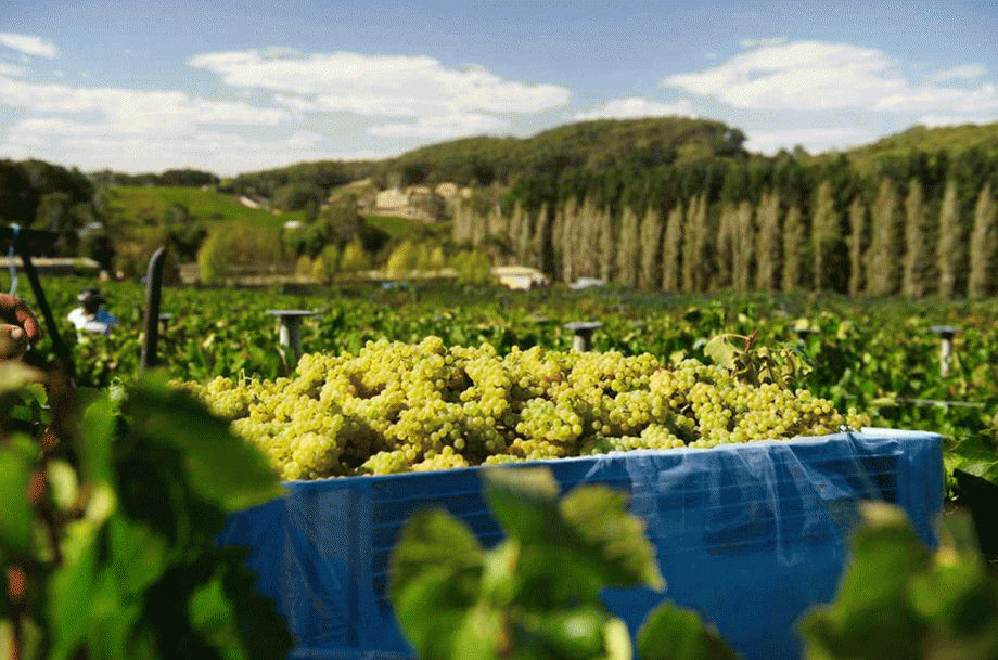 Adelaide Hills Chardonnay - Tiers Vineyard