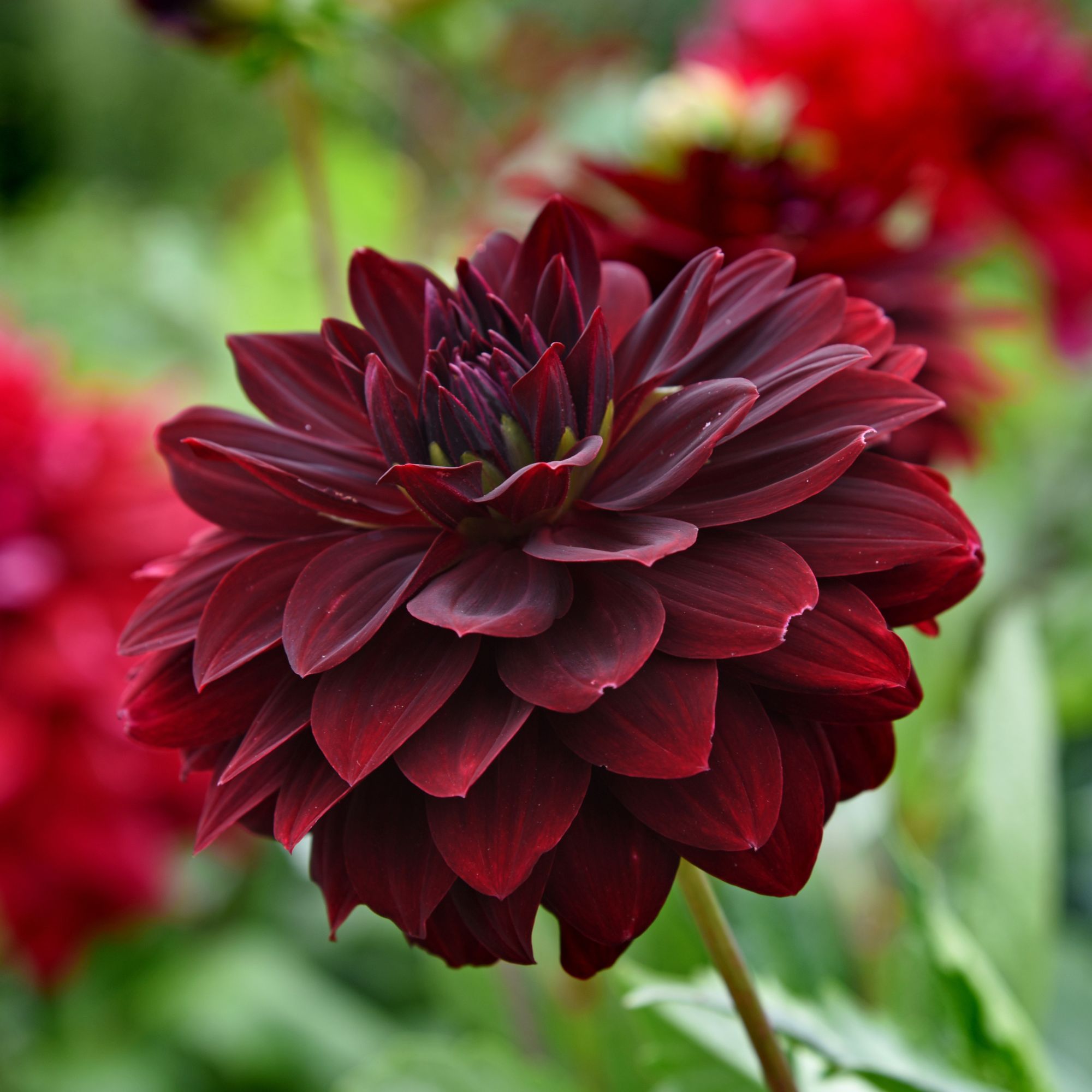 Red Dahlia 'Arabian Night' flowers growing in garden
