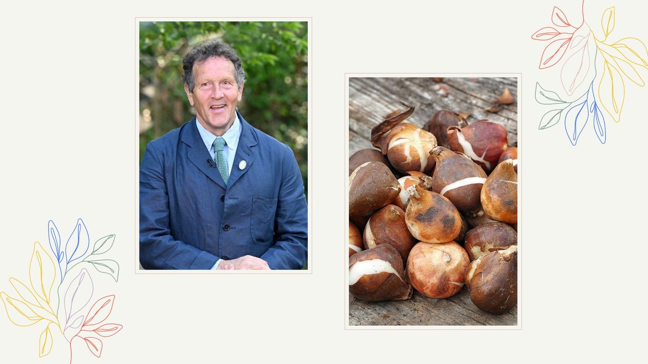  composite of Monty Don and a picture of tulip bulbs to support his September spring bulb advice