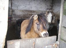 rspca3.jpg
