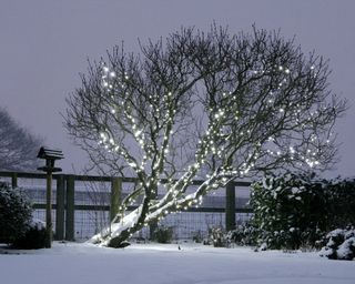 Cool white string lights on a large tree in winter