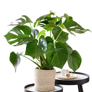 Monstera Deliciosa Swiss Cheese Plant