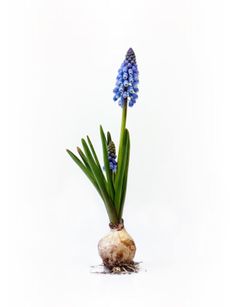 Grape Hyacinth Bulb