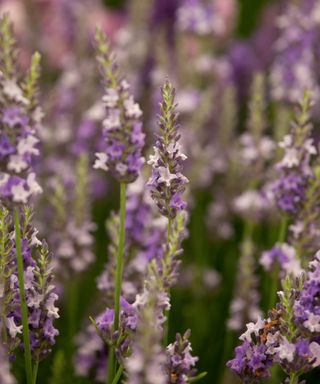 lavender growing in a field