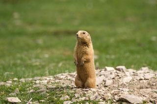 prairie dog