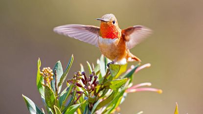 close up on a Hummingbird on a Honeysuckle plant