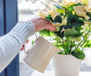 Hands watering a cream poinsettia plant with a small white watering can