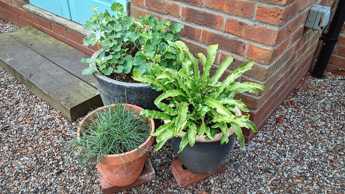 Container plant pots on bricks