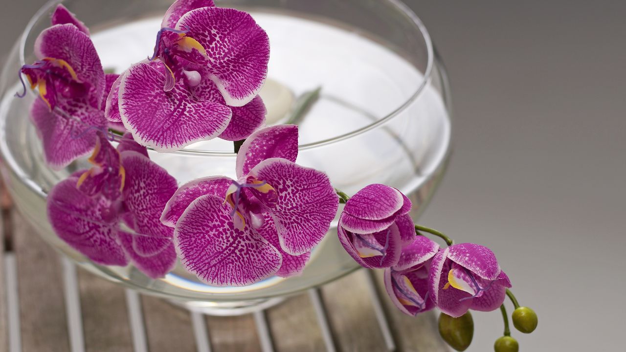 Growing orchids in water – also known as hydroponic or water culture orchids 