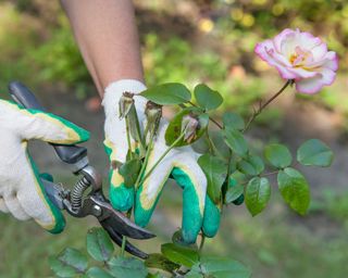 Close-Up Of Hand Cutting Flowering Plant With Tool