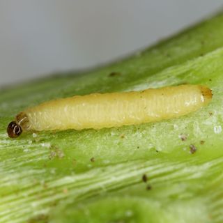 Cabbage root larvae on a green leaf